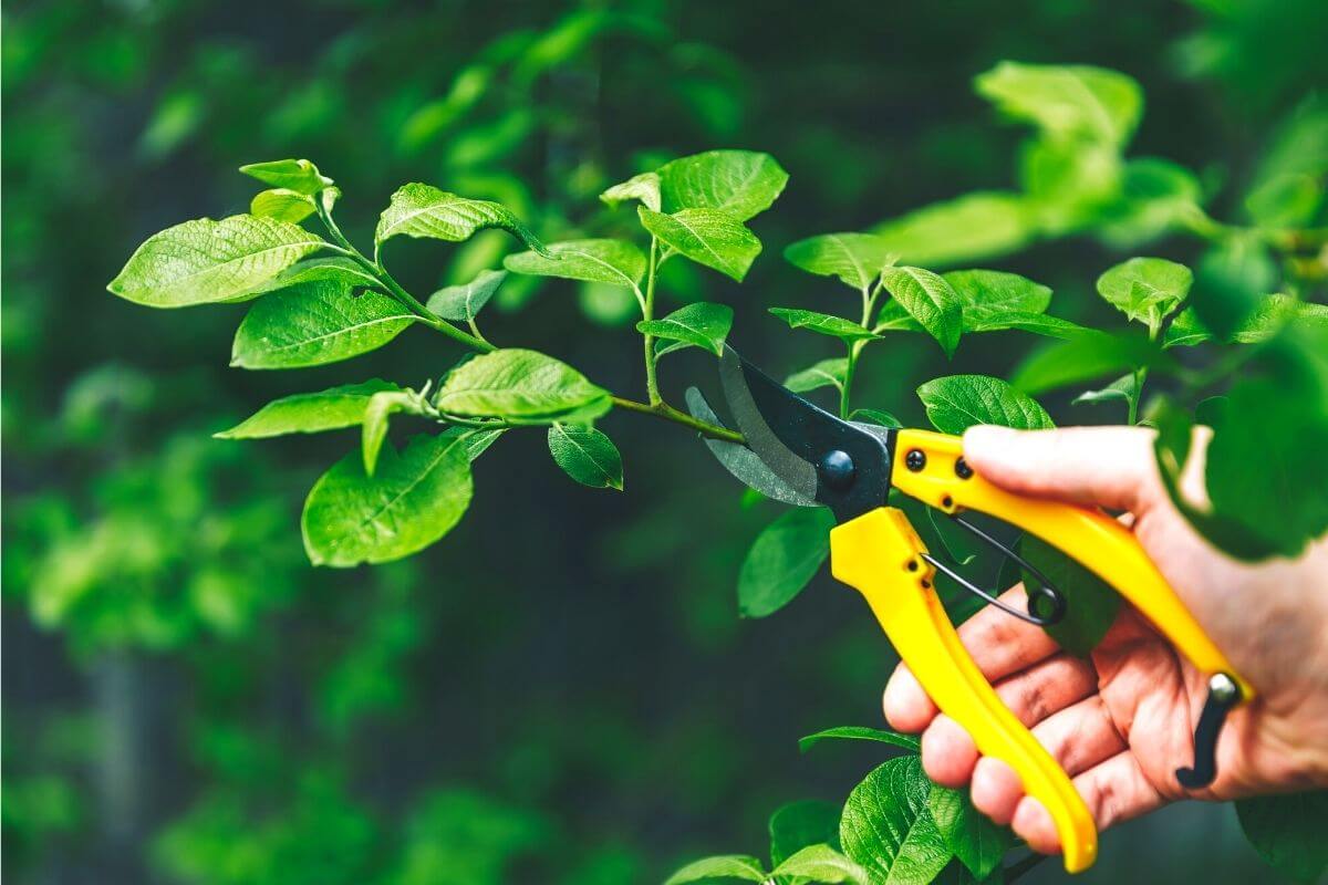 Ornamental Pruning Landscaping in Snohomish & Surrounding Areas