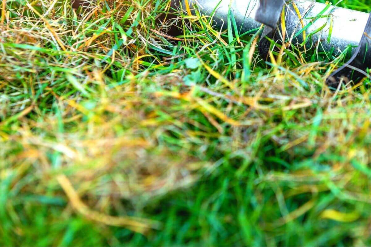 Thatching For a Healthy Lawn in Snohomish & Surrounding Areas